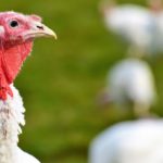 turkeys-3155742_640